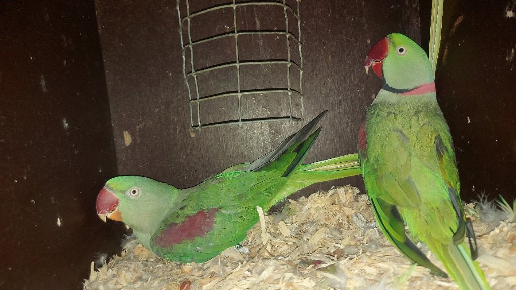 Couple de grands alexandre, Plusieurs animaux, Perruche, Bagué