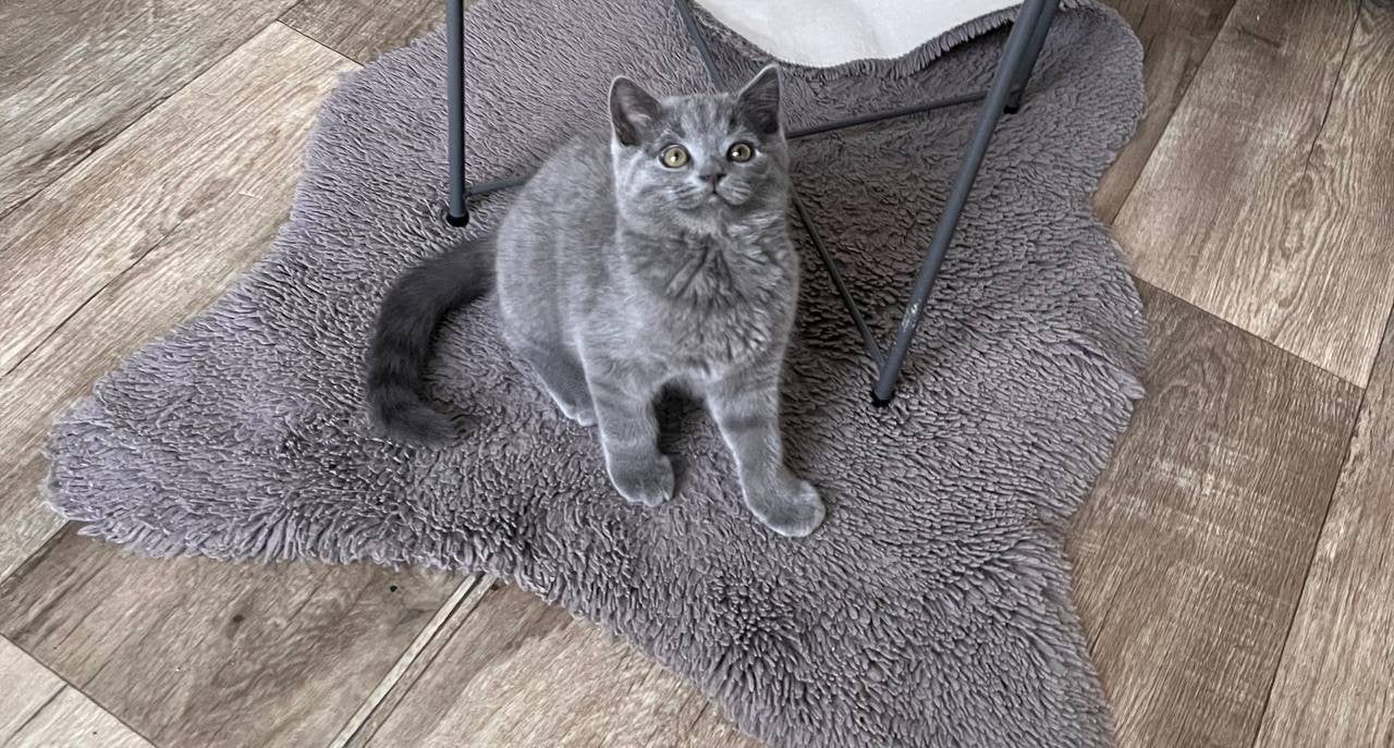 Chatons, Enlèvement ou Envoi, Comme neuf