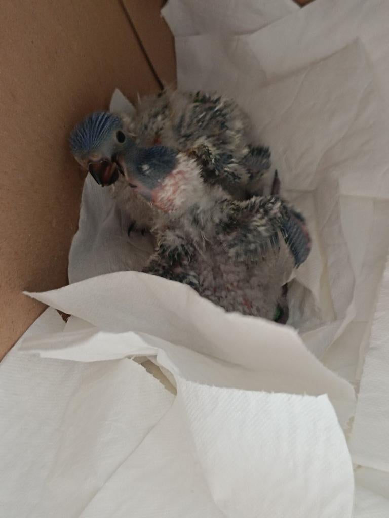 Lori van de blauwe bergen 250 euro het stuk voor handopfok, Dieren en Toebehoren, Geslacht onbekend, Geringd