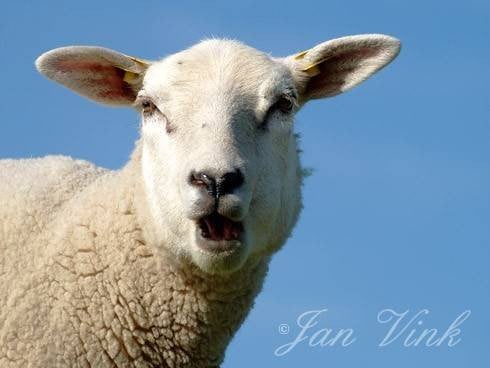 gezocht  1 of 2 swifter ooilammers, Animaux & Accessoires