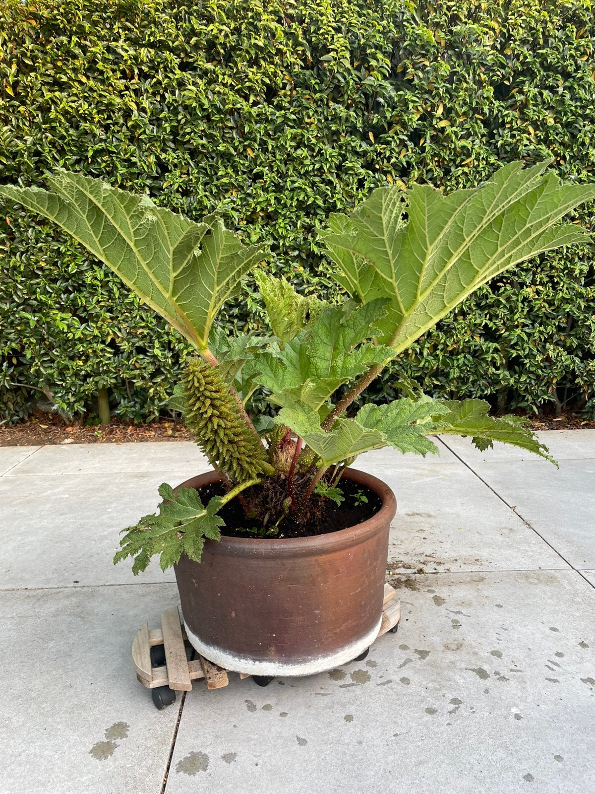 Gunnera mammoetblad, Tuin en Terras, Ophalen