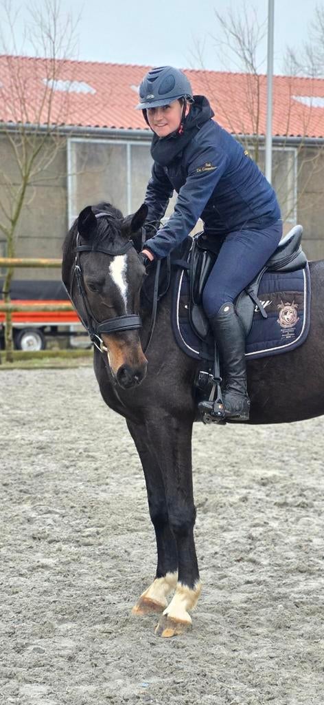 4 jarige dressuurmerrie, Dieren en Toebehoren
