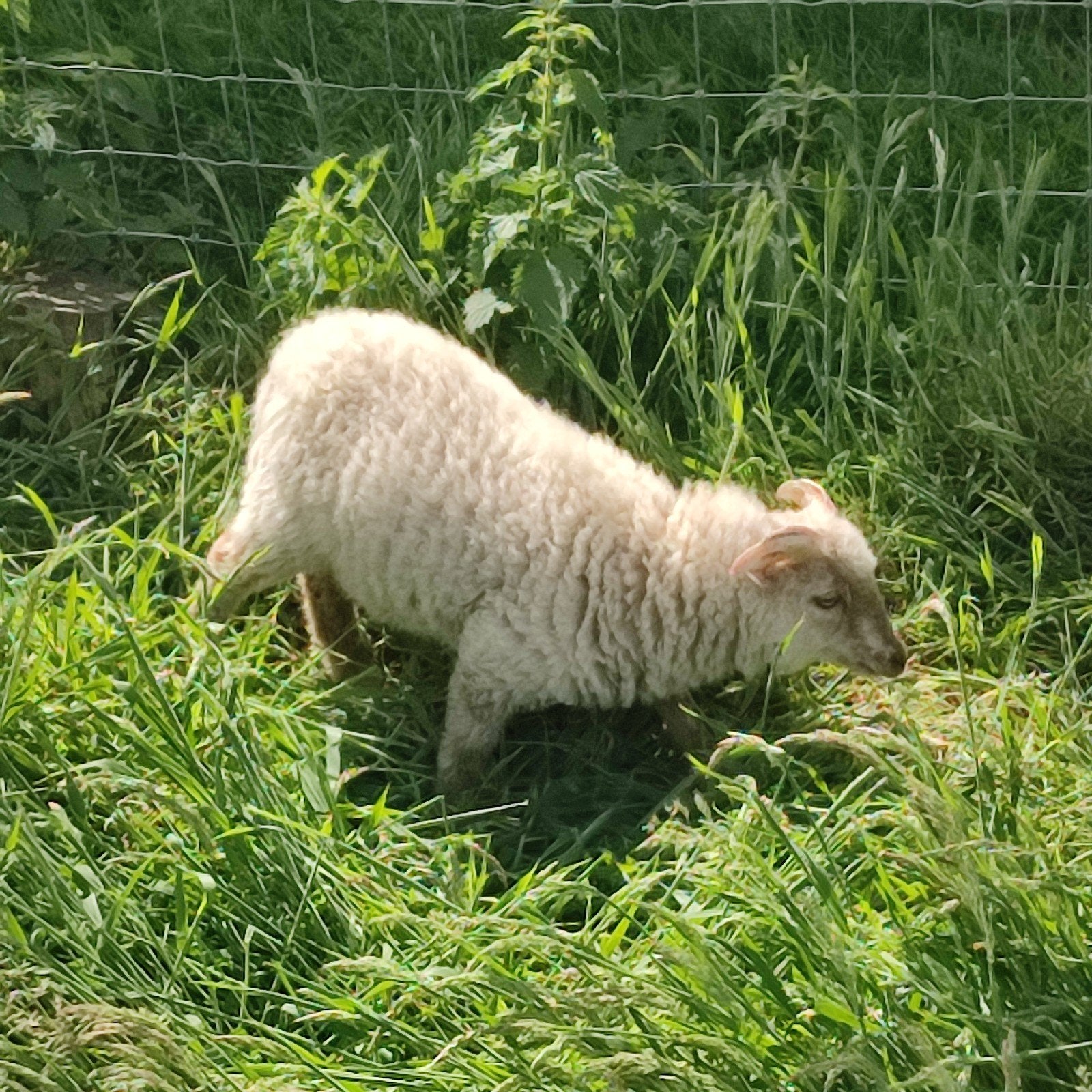 Ouessant bokje zoekt nieuw huisje, Mâle, Mouton, 0 à 2 ans