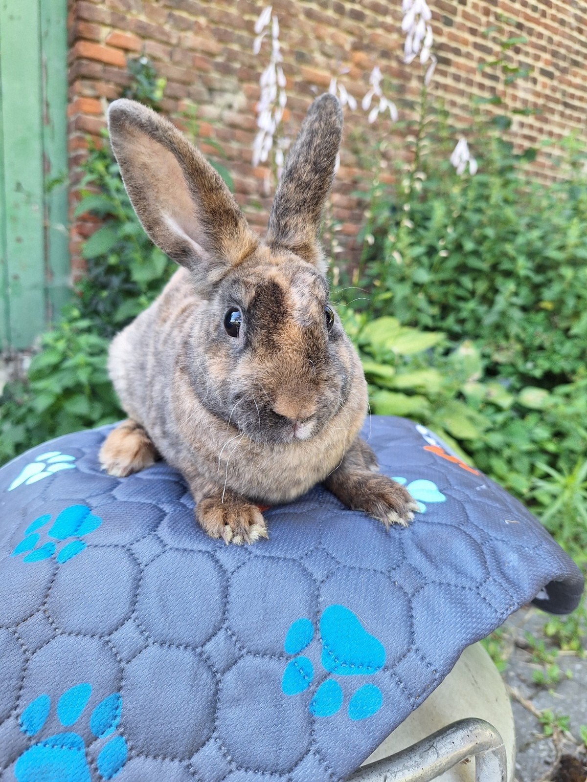 Rex hangdwergoor x rex, Femelle, Nain, 0 à 2 ans