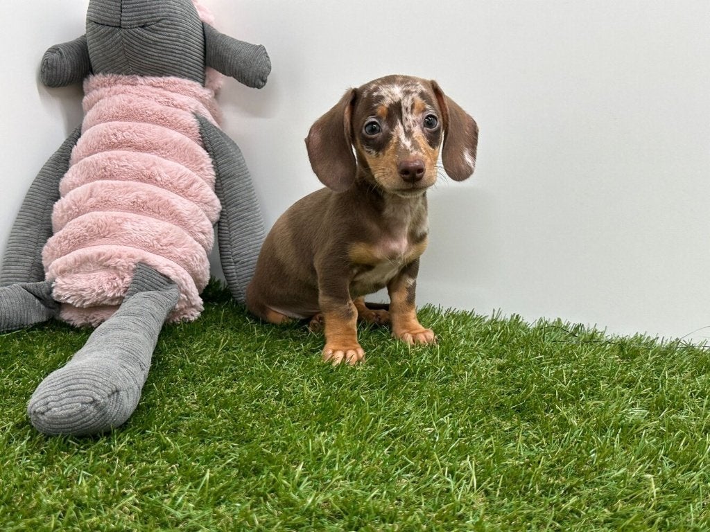 Gladharige Dwergteckel pups, Dieren en Toebehoren, Honden | Teckels en Dashonden, België, 8 tot 15 weken, Korthaar, Dwerg