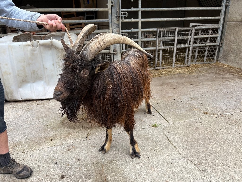 Très beau grand bouc, Mannelijk, Geit, 0 tot 2 jaar