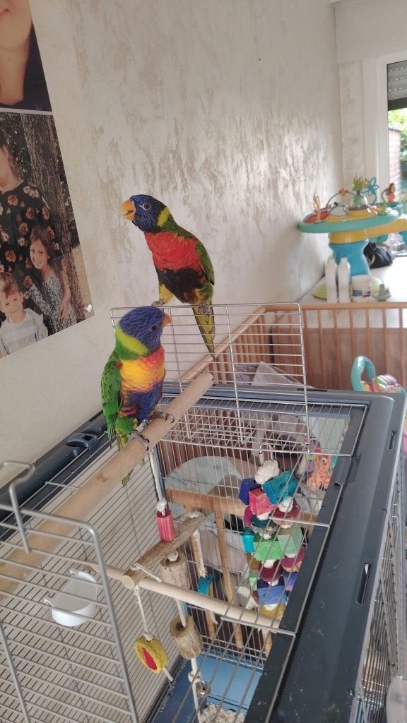 Koppel Lori’s v/d blauwe bergen, Dieren en Toebehoren, Meerdere dieren, Papegaai, Geringd