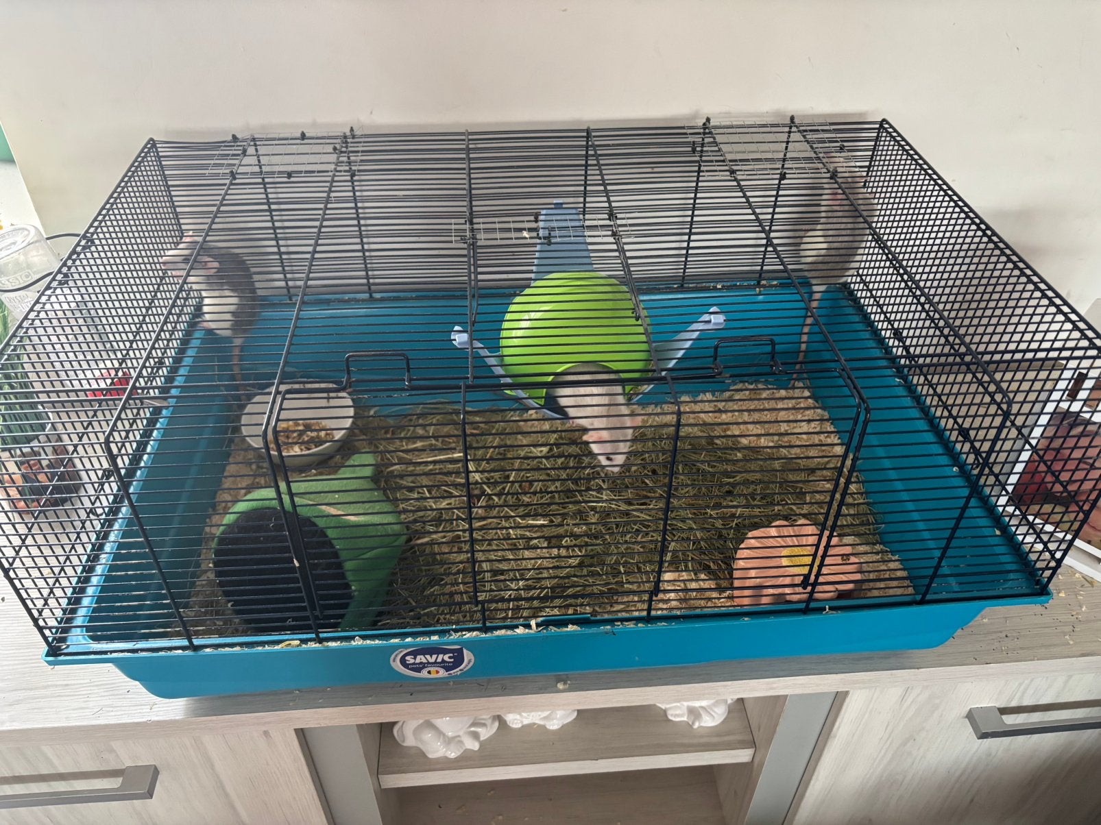 3 ratten met kooi en toebehoren, Dieren en Toebehoren, Ophalen, Zo goed als nieuw, Kooi