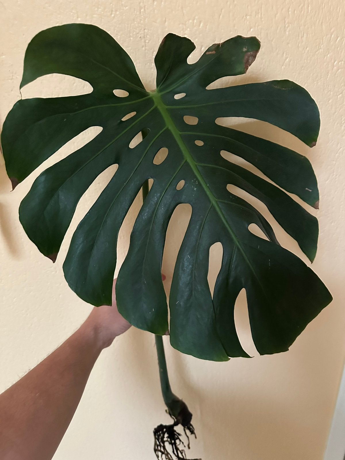 Bouture Monstera Deliciosa, Autres espèces, Moins de 100 cm, Enlèvement, Plante verte