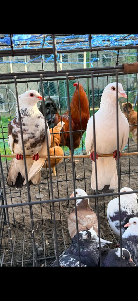 Duiven te koop, Dieren en Toebehoren, Vrouwelijk