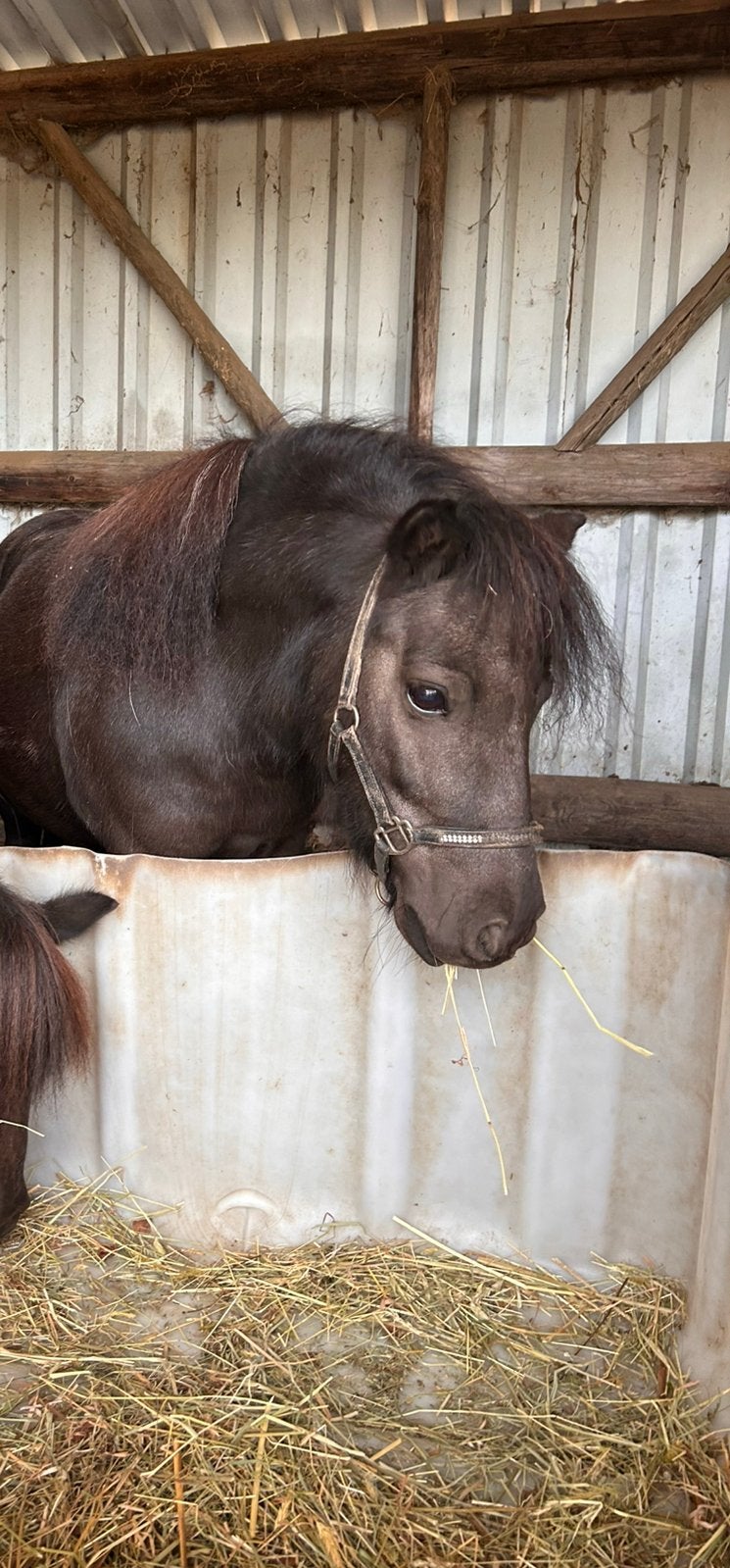 Mooi Shetland pony merrie, gezelschapspaardje, Dieren en Toebehoren, Merrie