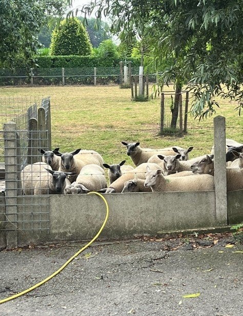 Blue Du Maine Schapen, Februari, Meerdere dieren