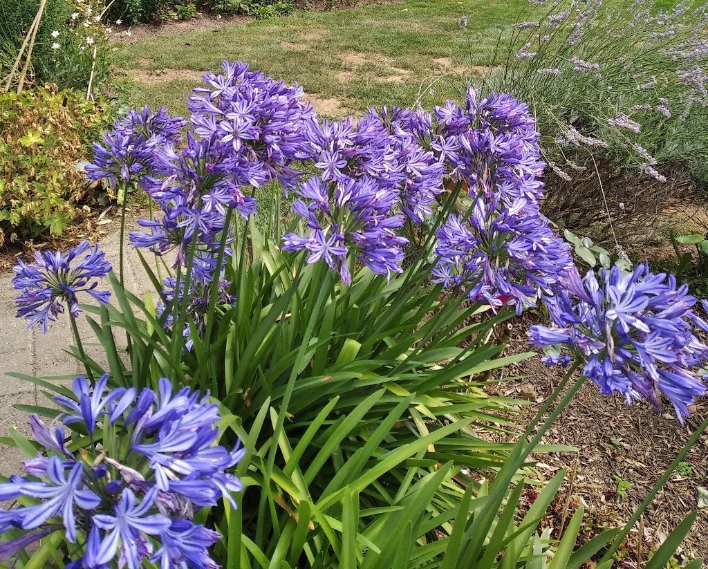 Kuipplanten - Agapanthus (Afrikaanse Lelie), Boeken, Ophalen, Nieuw, Tuinieren en Tuinplanten