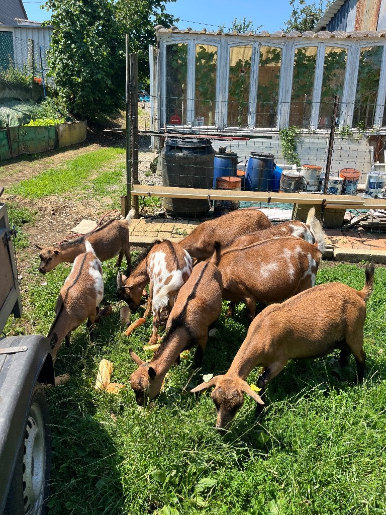 Cède couple chèvres semi naines, Plusieurs animaux, Chèvre, 0 à 2 ans