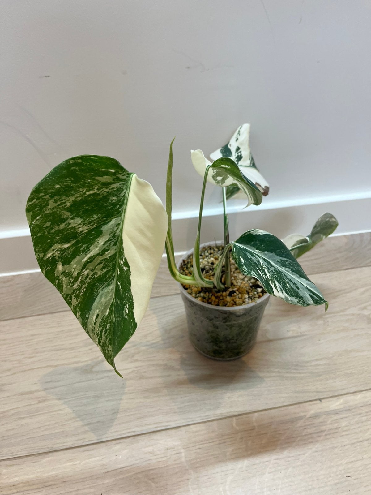Monstera Deliciosa Albo Variegata, Huis en Inrichting, Kamerplanten, Verzenden