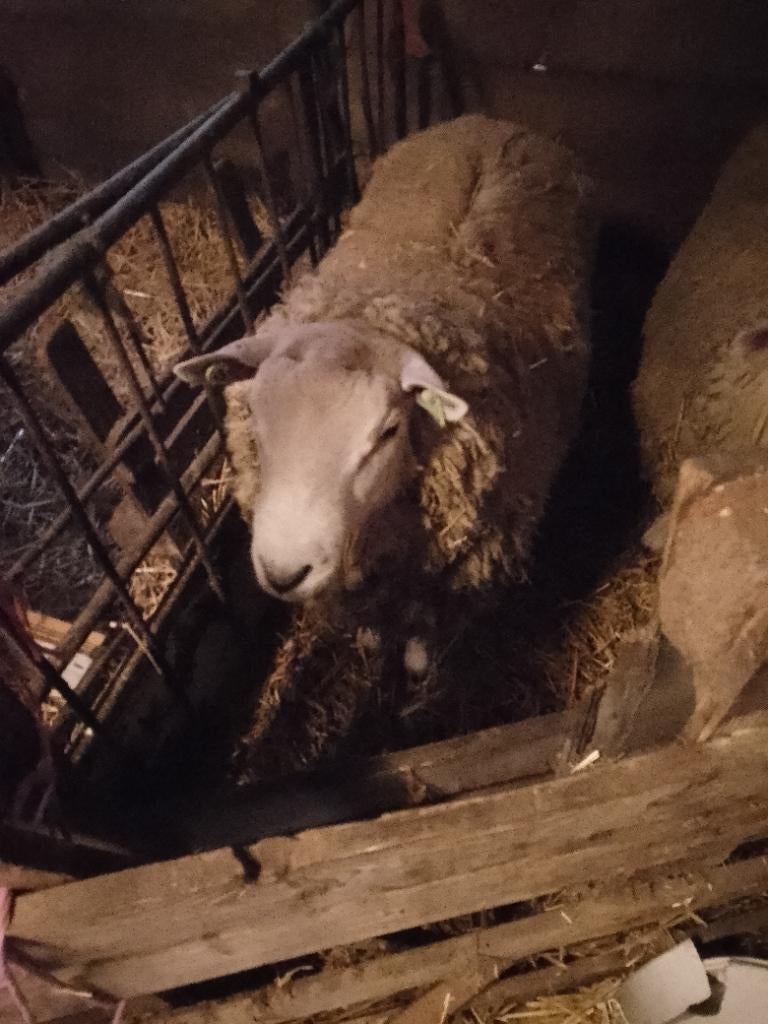 Agneaux mâles pour la fête, Mâle, Mouton, 0 à 2 ans