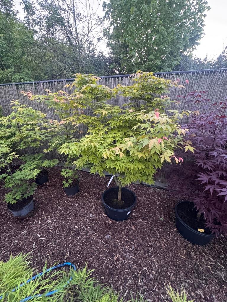 Japanse Esdoorn “ Acer Palmatum Osakazuki “, Tuin en Terras, Halfschaduw, Overige soorten, Lente, 100 tot 250 cm