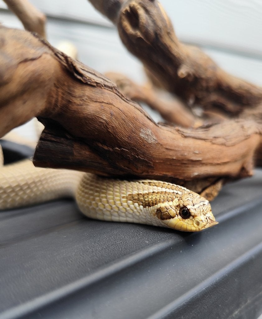 1.0 Heterodon nasicus het. Neige, Animaux & Accessoires, Reptiles & Amphibiens, Serpent, 0 à 2 ans, Avec terrarium, Domestique