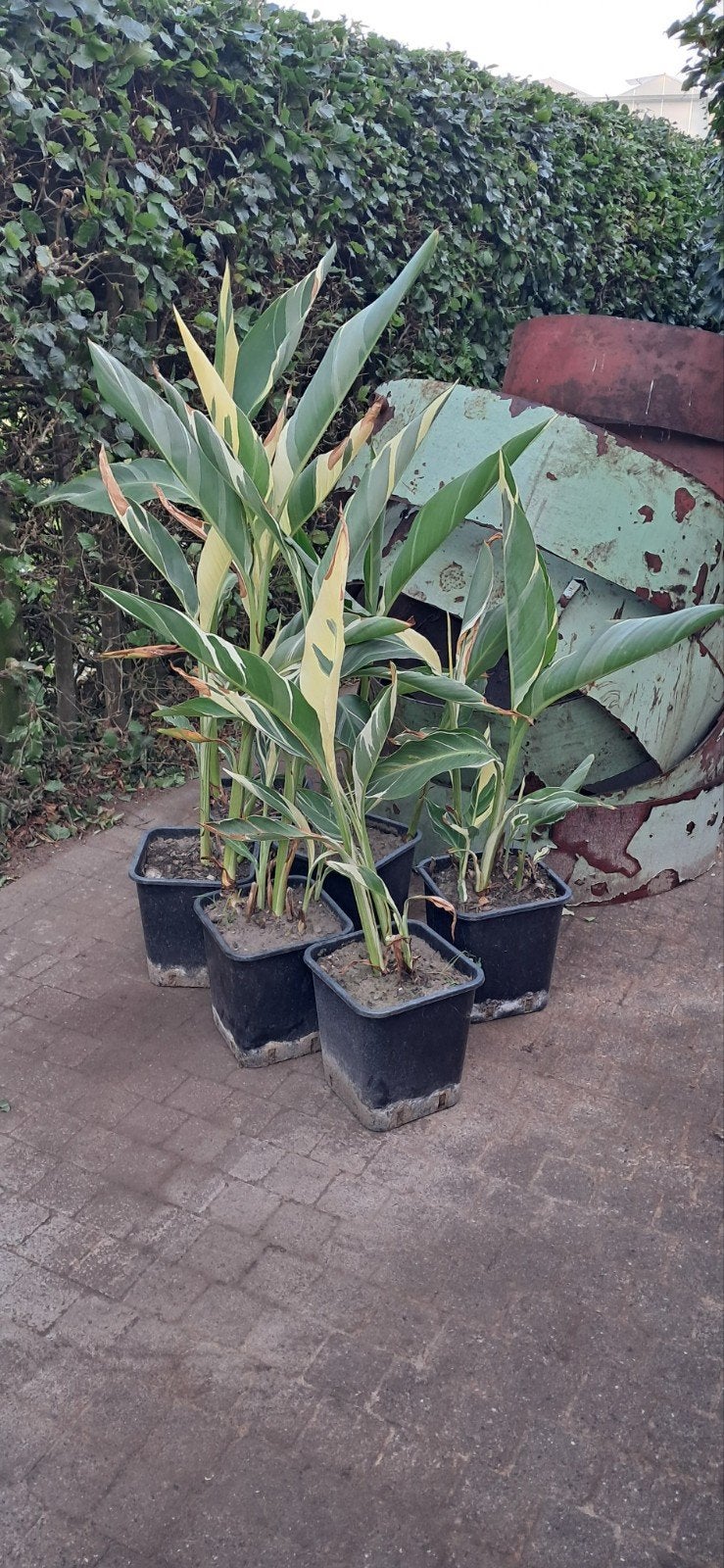 canna Stuttgart planten in 11 liter pot, Tuin en Terras, Ophalen, Zomer, Vaste plant, Halfschaduw
