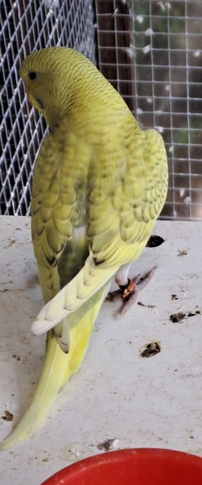 Jonge grasparkiet, Sexe inconnu, Perruche, Bagué
