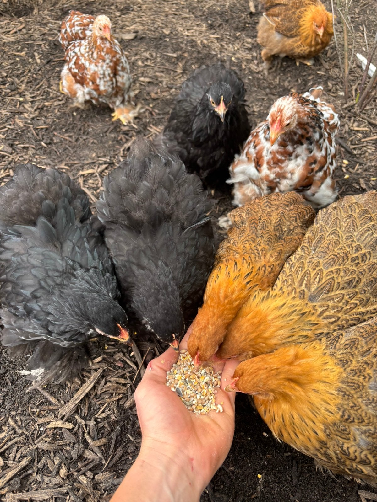 Lieve cochin kipjes, Dieren en Toebehoren