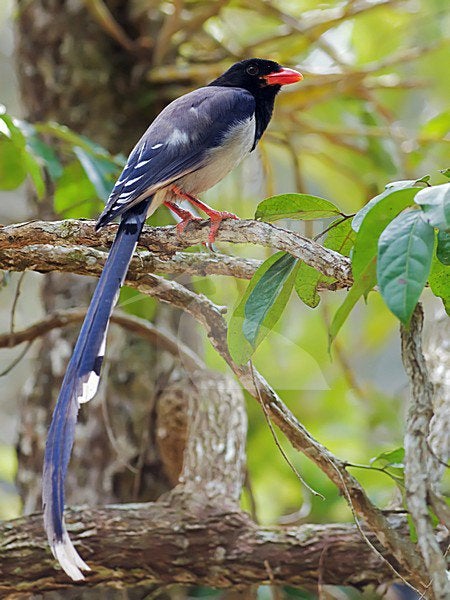 Roodsnavel Kitta (Urocissa erythrorhyncha), Dieren en Toebehoren, Vogels | Overige Vogels, Mannelijk, Geringd