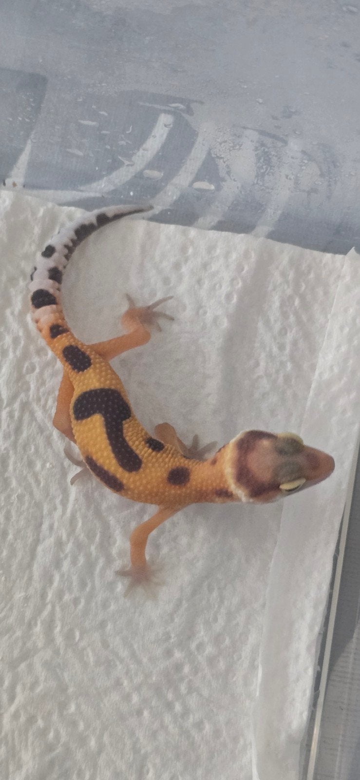 jonge luipaardgekko 0.0.1, Dieren en Toebehoren, Hagedis, 0 tot 2 jaar