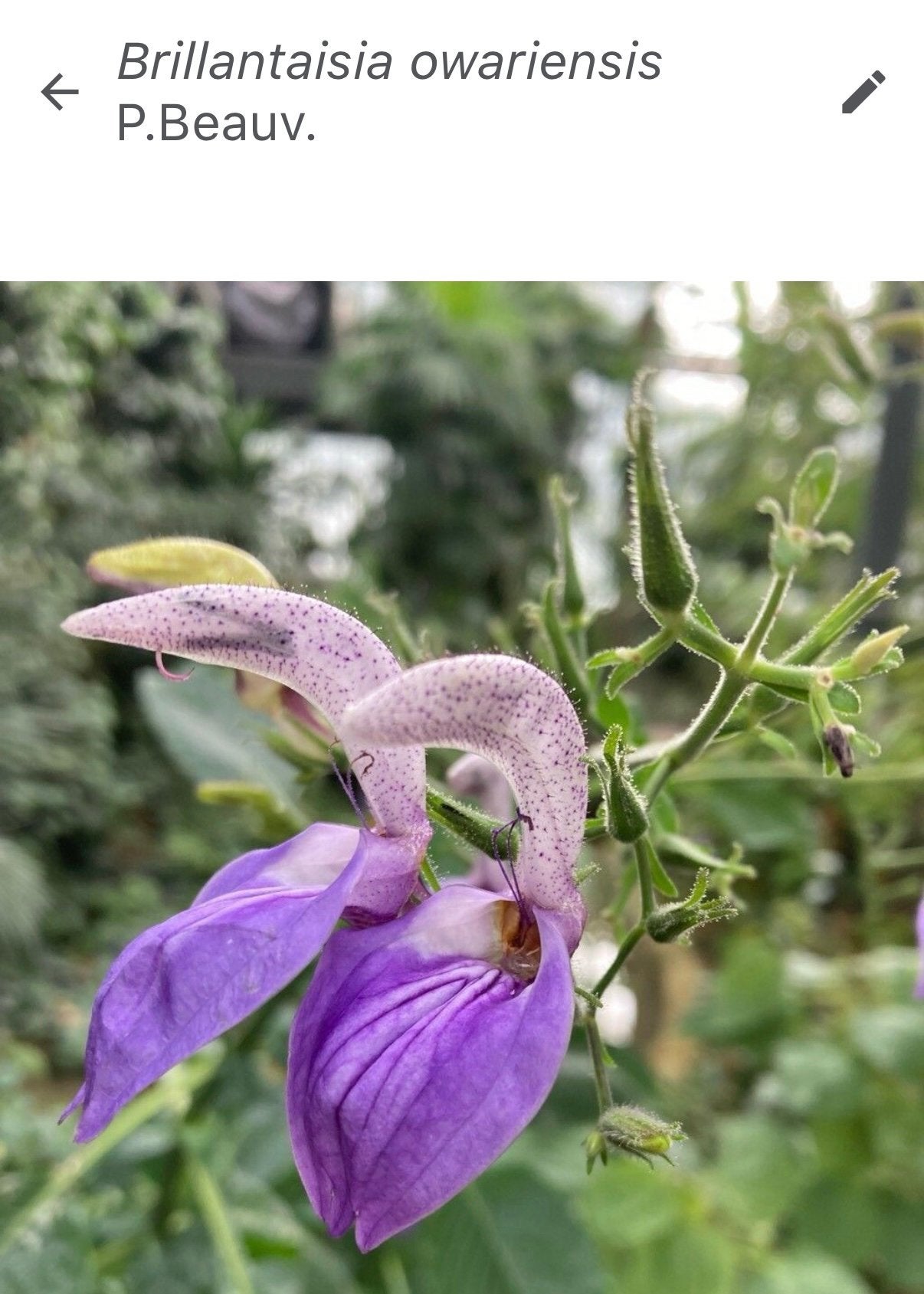 Brilliantaisia, Tuin en Terras, Ophalen