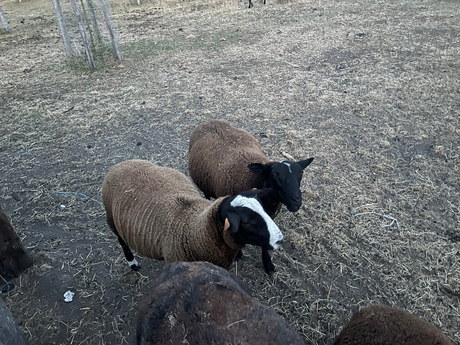 Zwart bles ramlammen te koop, Dieren en Toebehoren