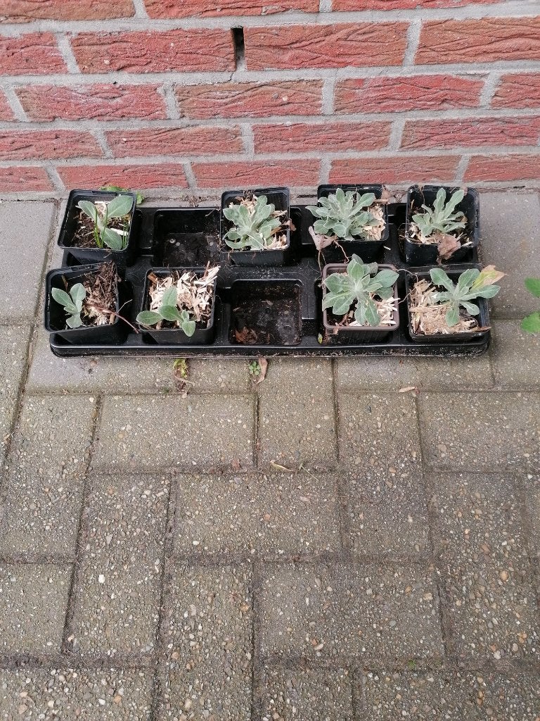 centaura montana, Tuin en Terras, Ophalen, Zomer, Vaste plant