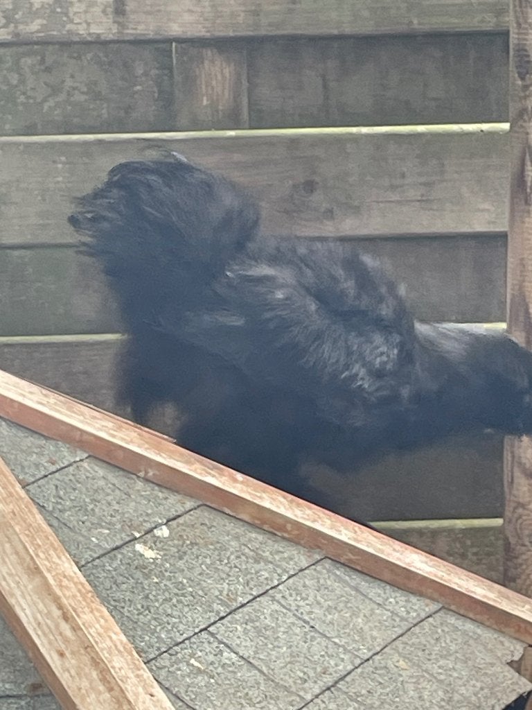 Zijdehoender, Dieren en Toebehoren, Pluimvee, Meerdere dieren, Kip