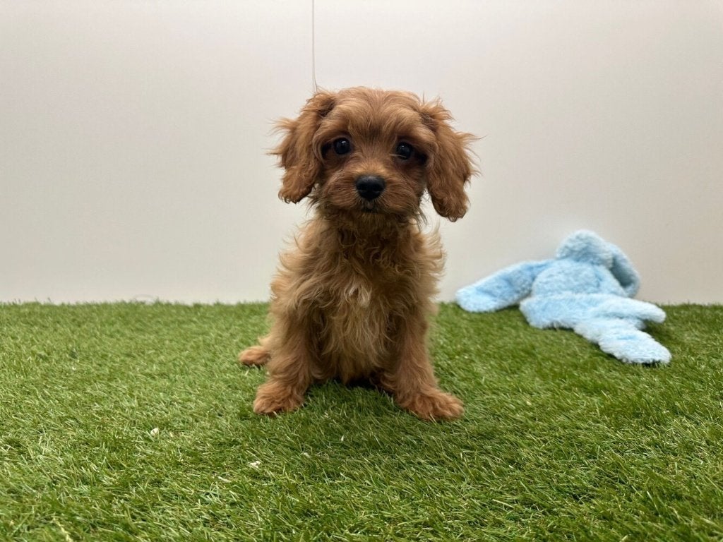 Chiots Cavapoo, Animaux & Accessoires, Chiens | Sans pedigree, Hépatite contagieuse (maladie de Rubarth), Plusieurs, Belgique