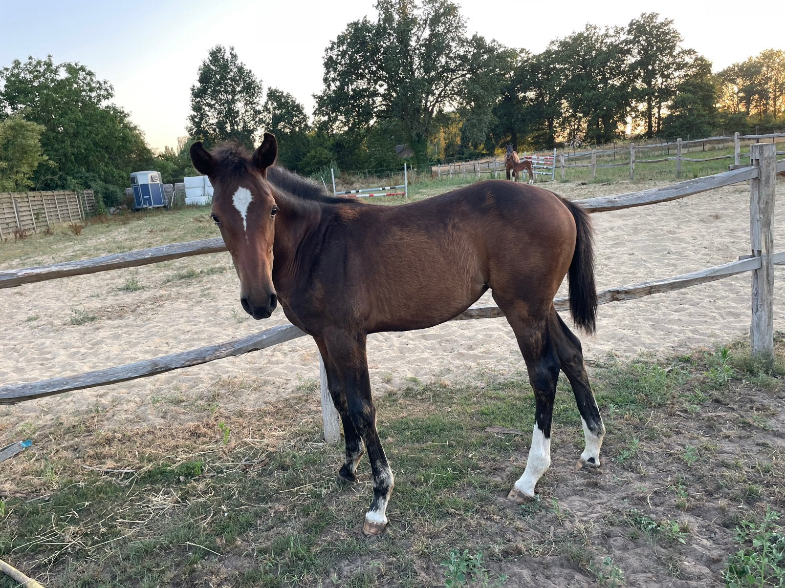 Merrie veulen, Dieren en Toebehoren, Paarden, Merrie, Niet van toepassing, Springpaard, 0 tot 2 jaar