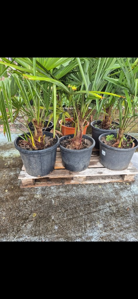 Palmboom, Tuin en Terras, Planten | Bomen, Ophalen, In pot, Palmboom