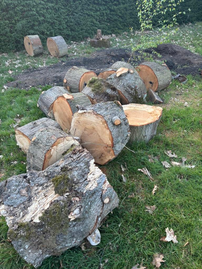 Brandhout - Amzrikaanse Eik, 6 m³ ou plus, Enlèvement, Chêne, Troncs d'arbres