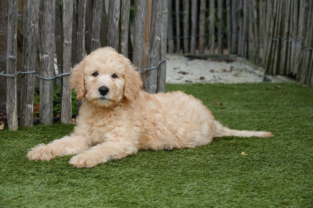 Prachtige Medium Labradoodle pups; Abrikoos & abrikoos/rood, België, Overige rassen, CDV (hondenziekte), 8 tot 15 weken