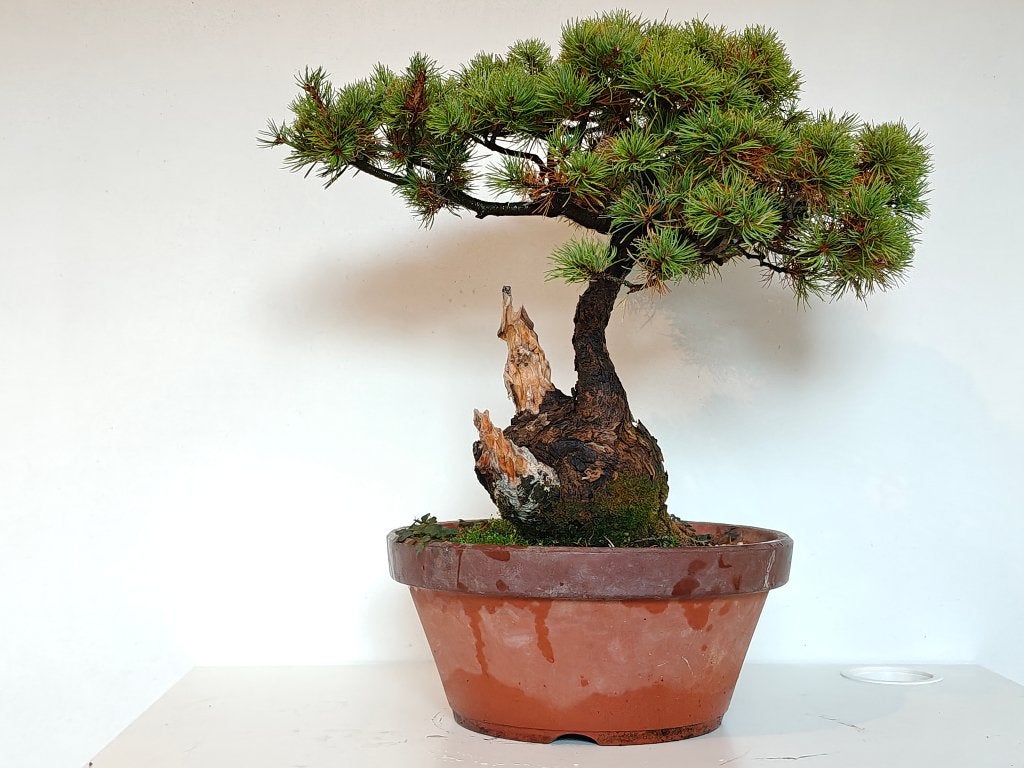 Japanse witte den - P. pentaphylla bonsai, Tuin en Terras, Planten | Bomen, Bloeit niet, Overige soorten, Minder dan 100 cm, Ophalen