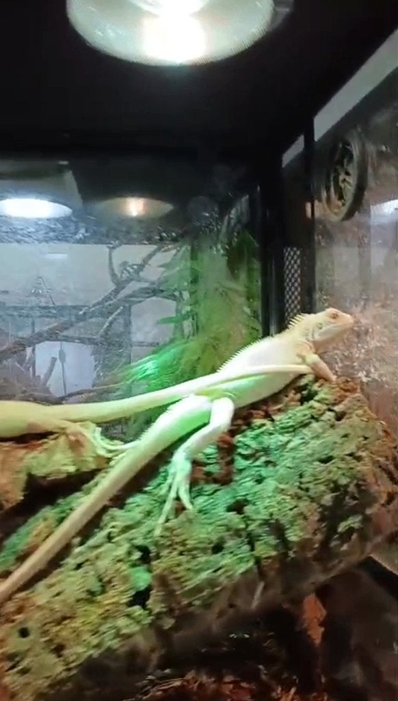 Iguana  Iguane Snow, Animaux & Accessoires, Lézard, 0 à 2 ans