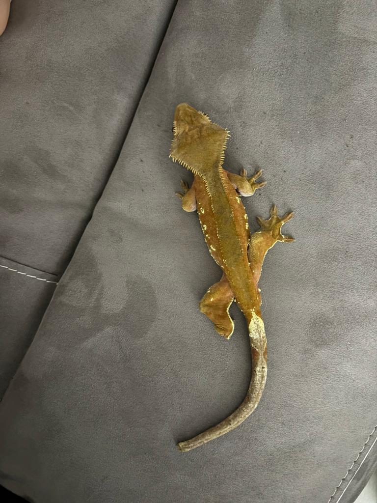 Gecko a crete (échange possible)|Wimpergekko (wisselen), Animaux & Accessoires, Reptiles & Amphibiens, Lézard, 3 à 6 ans, Domestique