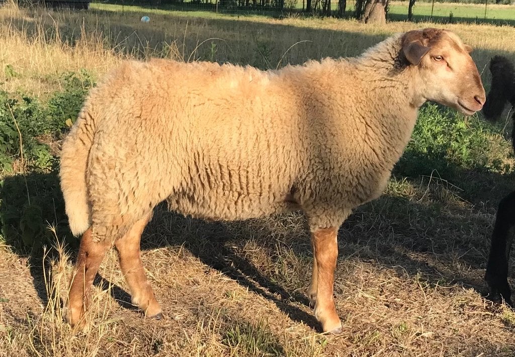 Ram lammeren, Mâle, Mouton, 0 à 2 ans