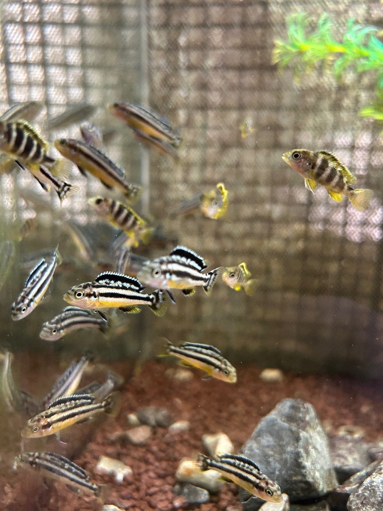 Malawi Cichliden - Melanochromis Auratus (Gouden Mbuna), Dieren en Toebehoren, Vissen | Aquariumvissen, Vis, Zoetwatervis