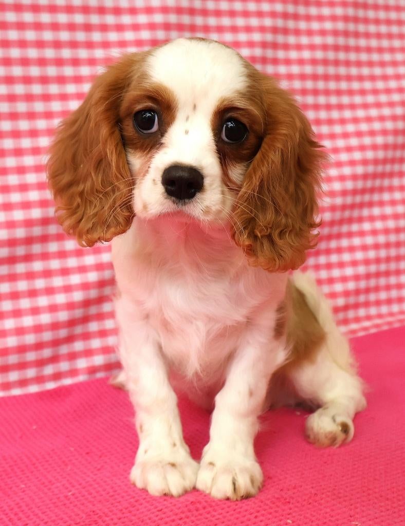 Des chiots Cavalier King Charles super mignons !, 15 semaines à 1 an, Étranger, Hépatite contagieuse (maladie de Rubarth), Plusieurs animaux