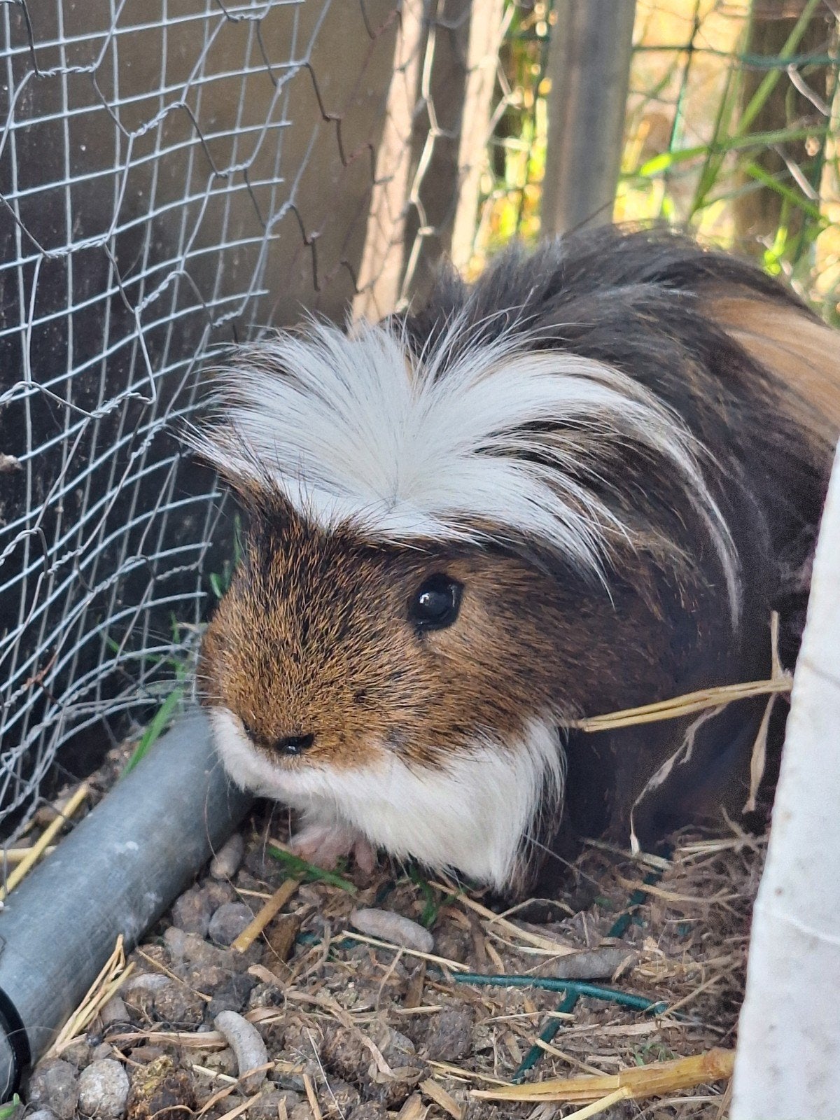 Multicolor langharige cavia met weerborstel op kopje, Avril, Mâle, Cobaye