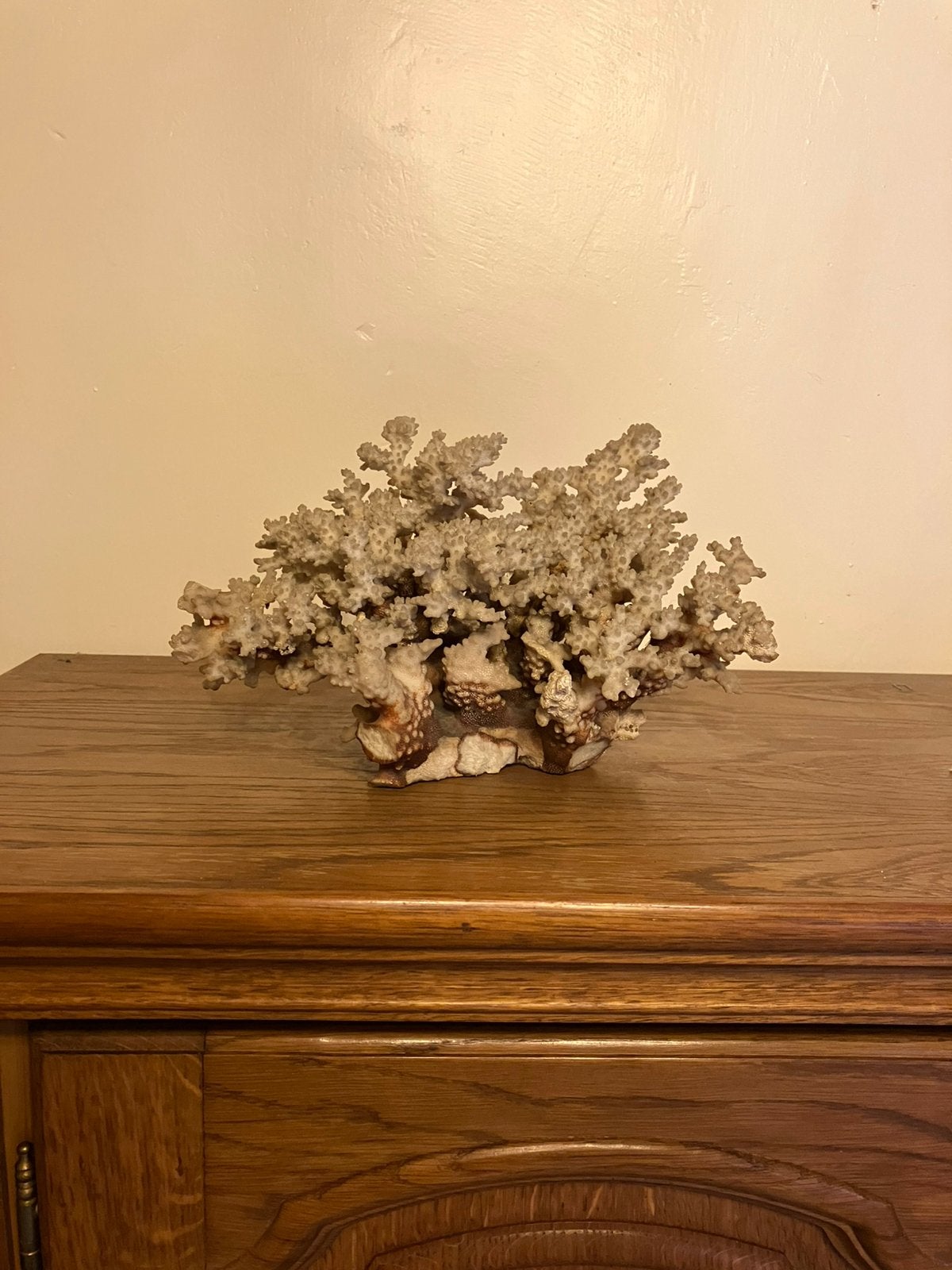 Koraal decoratie, Verzamelen, Mineralen en Fossielen, Ophalen