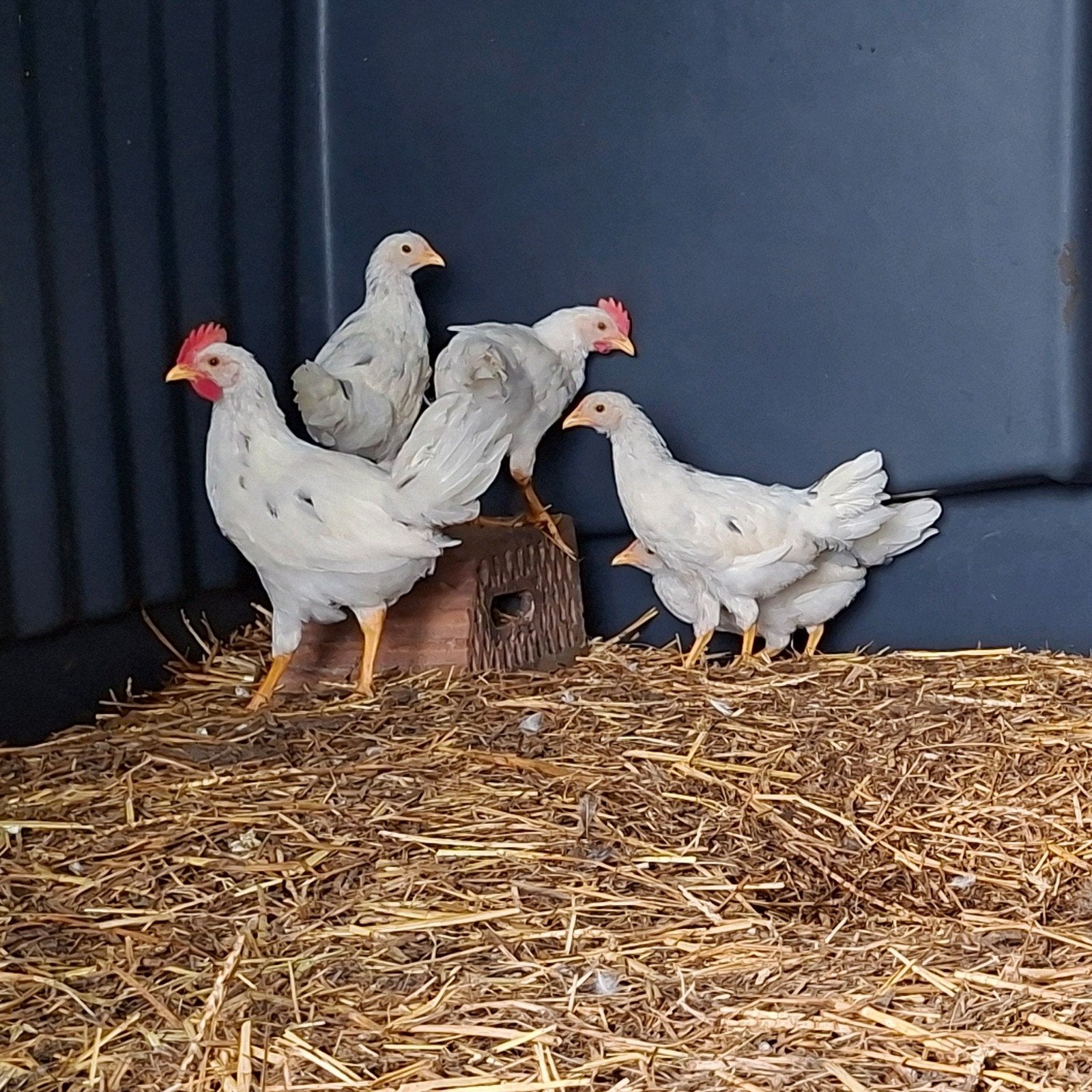 Leghorn hennen en haantjes, Meerdere dieren, Kip