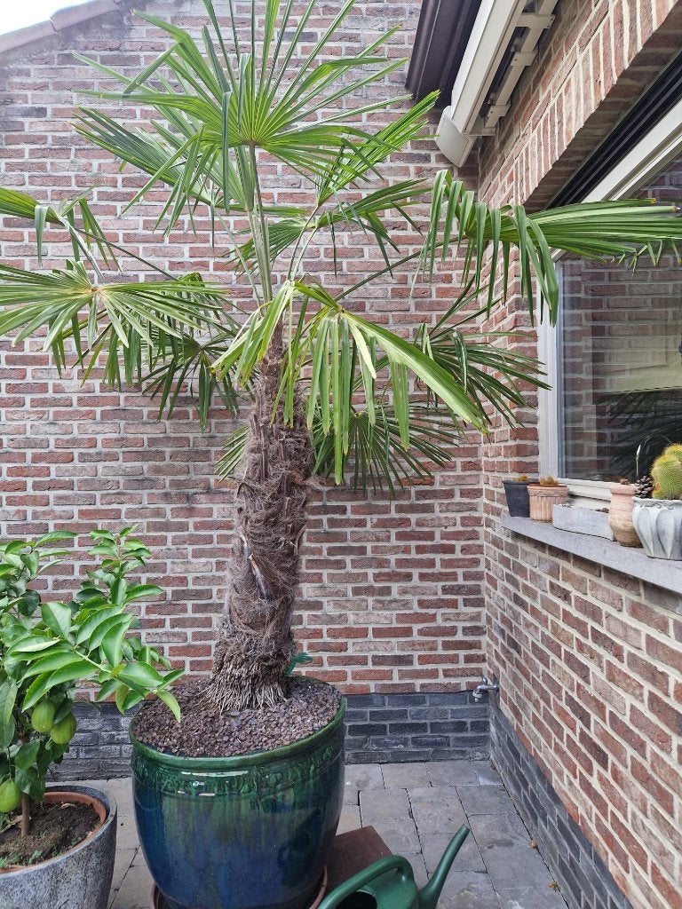 Grote palmboom in sierpot – Chinese Waaierpalm 250 cm(Winter, Volle zon, Vaste plant, Zomer, Ophalen