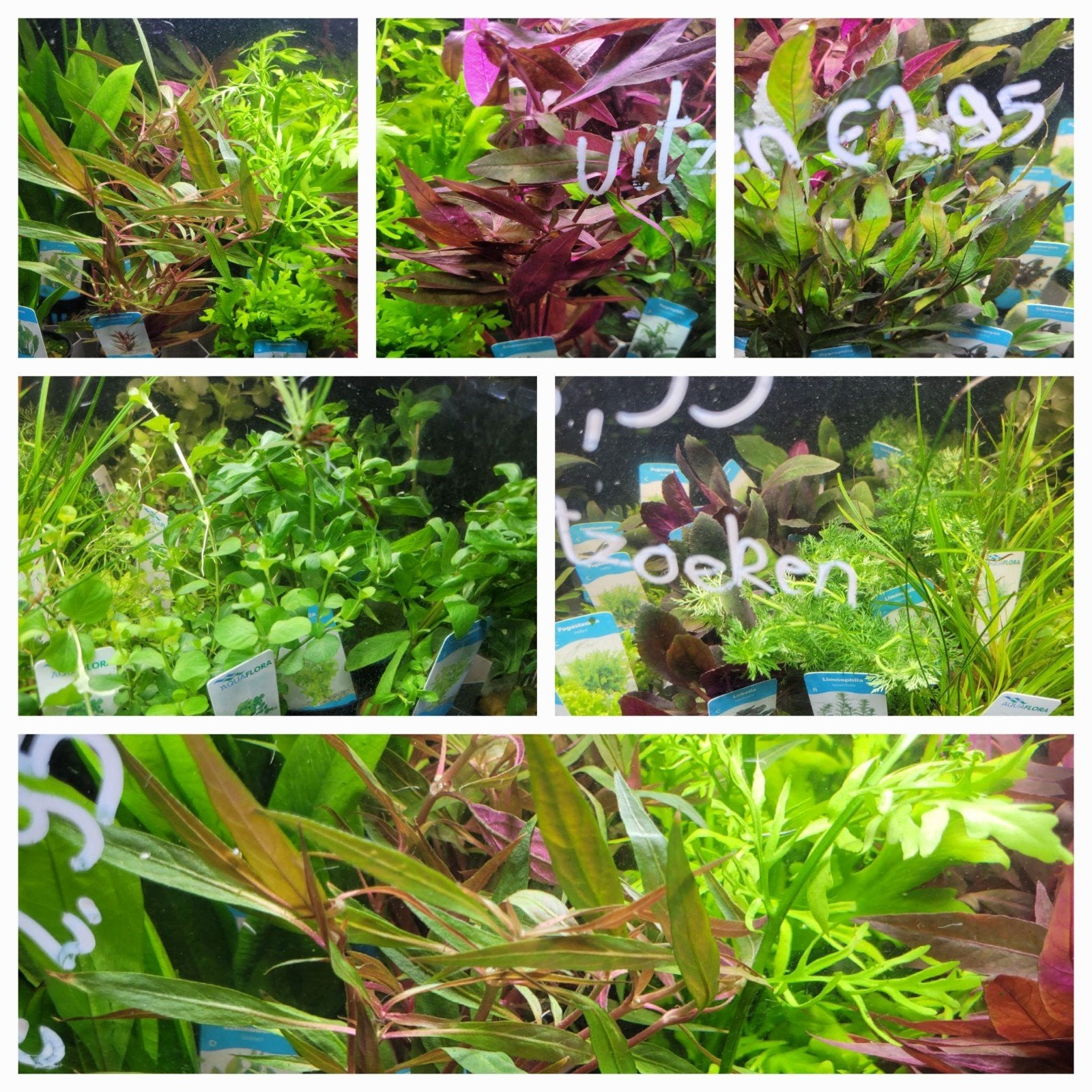 Hobbyaquarium star 8 juli nieuw assortiment  uitzoeken €2.95, Dieren en Toebehoren, Vissen | Aquaria en Toebehoren, Ophalen