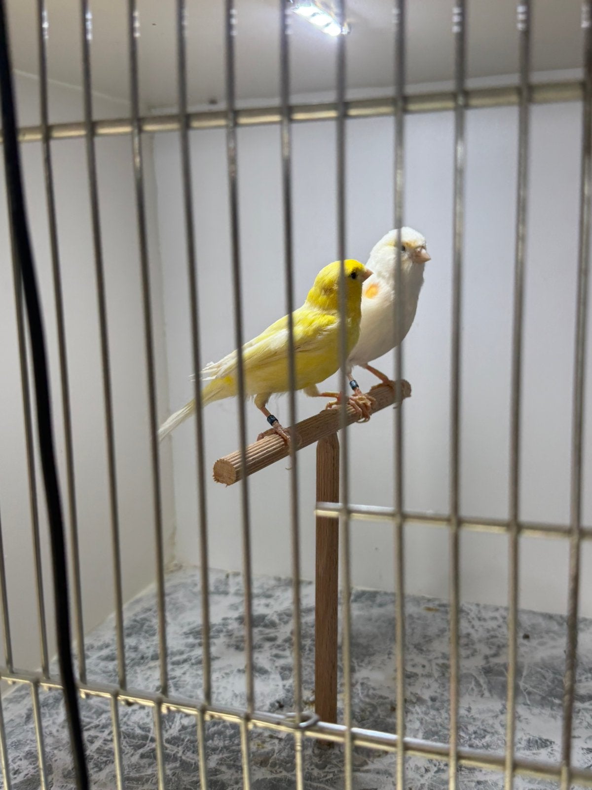 Canari, Animaux & Accessoires, Enlèvement ou Envoi