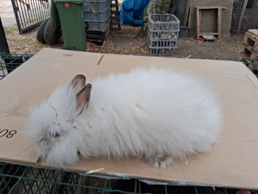 konijnen, Dieren en Toebehoren, Vrouwelijk, Dwerg, Hangoor, 0 tot 2 jaar