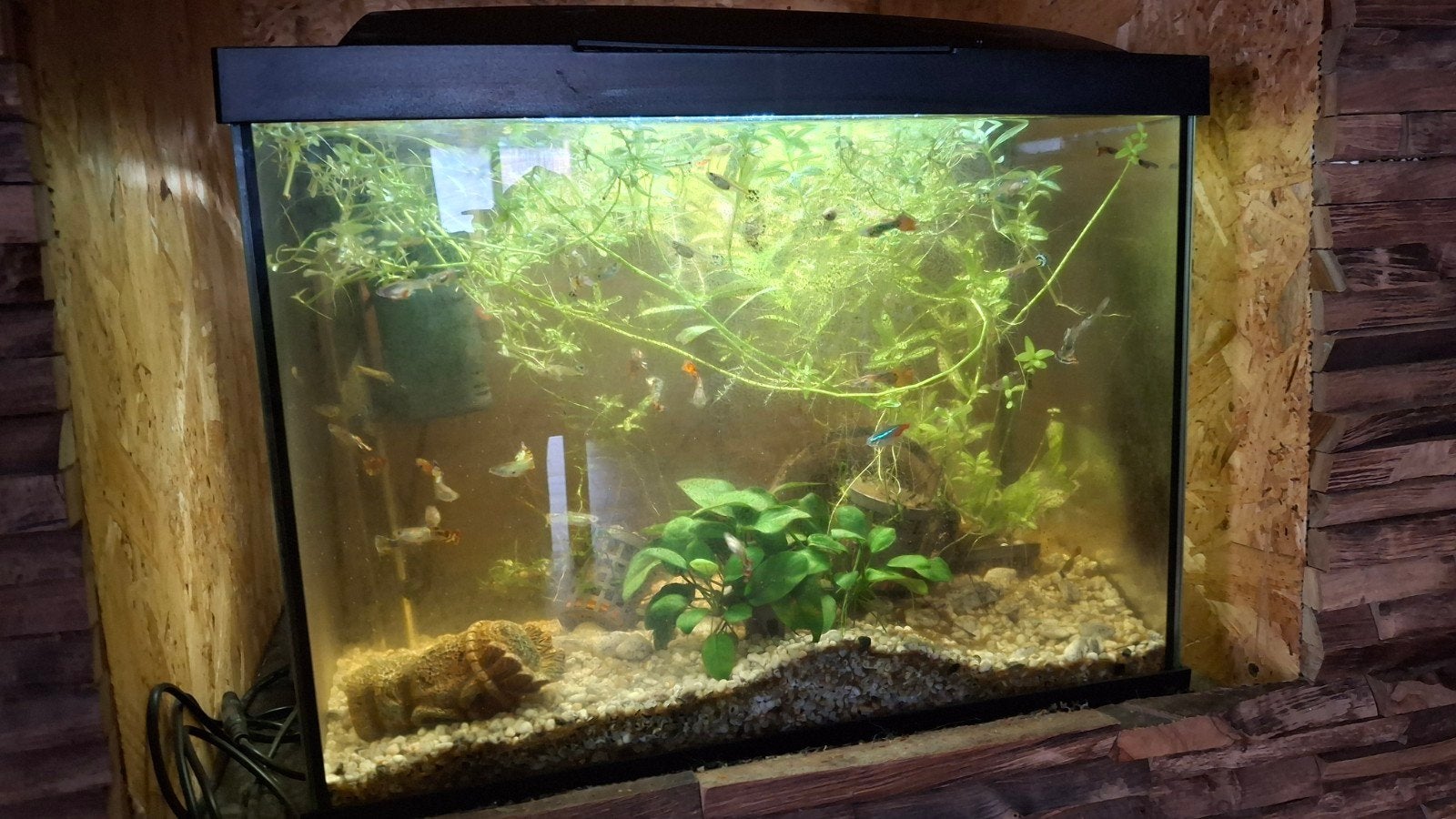aquarium met planten en guppy's, Dieren en Toebehoren, Ophalen of Verzenden, Superfish, Inclusief vissen, Gevuld zoetwateraquarium